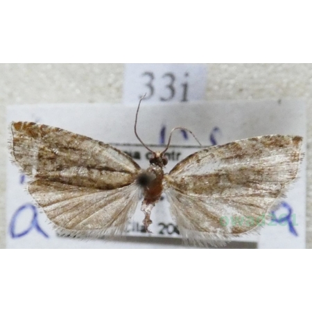 Ancylis achatana (Denis & Schiffermüller, 1775) Czech33i